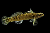 Fantail darter (Etheostoma flabellare) portrait, from Brush Creek, Lewis County, Tennessee, USA. Captive.