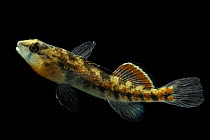 Buffalo darter (Etheostoma bison) portrait, from Brush Creek, Lewis County, Tennessee, USA. Captive.
