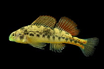 Duck darter (Etheostoma planasaxatile) portrait, from the Little Duck River, Tennessee, USA.