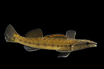 Sharpnose darter (Percina oxyrhynchus) male, portrait, from the New River drainage, Virginia. Photographed at the Aquatic Wildlife Conservation Center, Virginia, USA. Captive.