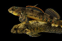 Kanawha darters (Etheostoma kanawhae) pair, portrait, from the New River drainage, Virginia. Male top. Photographed at the Aquatic Wildlife Conservation Center, Virginia, USA. Captive.