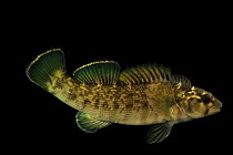 Greenfin darter (Nothonotus chlorobranchius) male, portrait, from the South Fork of the Holston River, Virginia. Photographed at the Aquatic Wildlife Conservation Center, Virginia, USA. Captive.