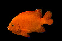 Garibaldi fish (Hypsypops rubicundus) portrait, REEF, University of California, Santa Barbara, California, USA. Captive.