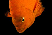 Garibaldi fish (Hypsypops rubicundus) portrait, REEF, University of California, Santa Barbara, California, USA. Captive.