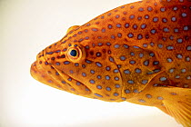 Coral hind (Cephalopholis miniata) head portrait, Oklahoma Aquarium. Captive, occurs in Indo-Pacific.