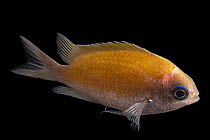 Sunshinefish (Chromis insolata) portrait, Albuquerque BioPark Aquarium. Captive, occurs in western Atlantic Ocean.