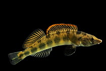 Tennessee logperch (Percina apina) male, portrait, from Brush Creek, Lewis County, Tennessee, USA.