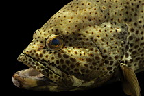 Epaulet grouper (Epinephelus stoliczkae) head portrait, Sharjah Aquarium, UAE. Captive.