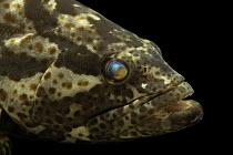 Orange-spotted grouper (Epinephelus coioides) head portrait, Sharjah Aquarium, UAE. Captive, occurs in Indo-Pacific.