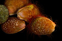 Group of Rough scallops (Aequipecten muscosus) portrait, Gulf Specimen Marine Lab, Florida, USA. Captive.