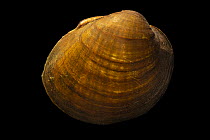 Hickorynut mussel (Obovaria olivaria) portrait, from the St. Croix River, Minnesota, USA.