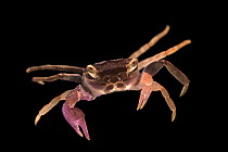 Vamprie crab (Geosesarma dennerle) portrait, from a private collection. Captive, occurs in Java.