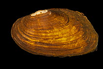 Flutedshell mussel (Lasmigona costata) portrait, from the St. Croix River, Minnesota, USA.