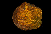 Monkeyface mussel (Theliderma metanevra) portrait, from the St. Croix River, Minnesota, USA.
