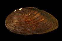 Spike mussel (Eurynaia dilatata) portrait, from the St. Croix River, Minnesota, USA.