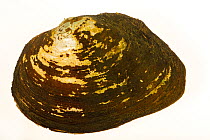 Giant floater mussel (Pyganodon grandis) aged 11 years, portrait, from the St. Croix River, Minnesota, USA.