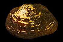 Giant floater mussel (Pyganodon grandis) aged 11 years, portrait, from the St. Croix River, Minnesota, USA.