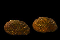 Pistolgrip mussels (Tritogonia verrucosa) pair, portrait, male on right, from the St. Croix River, Minnesota, USA.