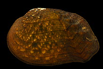 Pistolgrip mussel (Tritogonia verrucosa) male, portrait, from the St. Croix River, Minnesota, USA.