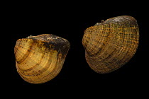 Deertoe mussels (Truncilla truncata) pair, portrait, male on left, from the St. Croix River, Minnesota, USA. Endangered.