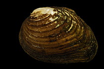 Slabside pearlymussel (Pleuronaia dolabelloides) portrait, Aquatic Wildlife Conservation Center, Virginia, USA. Captive, occurs in Tennessee. Endangered.