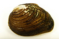 Slabside pearlymussel (Pleuronaia dolabelloides) portrait, Aquatic Wildlife Conservation Center, Virginia, USA. Captive, occurs in Tennessee. Endangered.