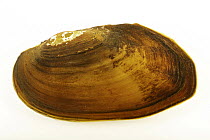 Eastern floater mussel (Pyganodon cataracta) portrait, Aquatic Wildlife Conservation Center, Virginia, USA. Captive.