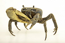 Blue land crab (Cardisoma guanhumi) portrait, near Vero Beach, Florida, USA.