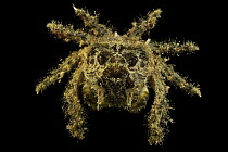 Philyra spider crab (Micippa philyra) portrait, from the Gulf of Oman, UAE.