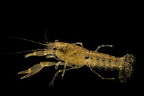 Fontal dwarf crayfish (Cambarellus schmitti) portrait, from a private collection photographed at Conservation Fisheries. This crayfish was collected in Jefferson County, Florida, USA. Captive.