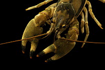 Saddleback crayfish (Faxonius durelli) portrait, from East Fork Cane Creek, Lewis County, Tennessee, USA.