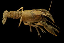 Ambiguous crayfish (Cambarus striatus) portrait, from East Fork Cane Creek, Lewis County, Tennessee, USA.