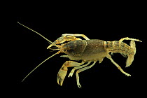Linear cobalt crayfish (Cambarus gentryi) juvenile, portrait, from East Fork Cane Creek, Lewis County, Tennessee, USA.