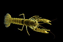 Slender crayfish (Faxonius compressus) portrait, from Bush Creek, Lewis County, Tennessee, USA.