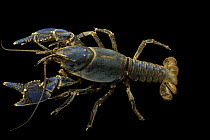 Linear cobalt crayfish (Cambarus gentryi) Upper Duck River form, portrait, from Bashaw Creek, Coffee County, Tennessee, USA.