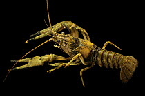 Big claw crayfish (Faxonius placidus) male, Upper Duck River form, portrait, Tennessee, USA.