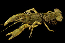 Depression crayfish (Cambarus rusticiformis) female, Duck River form, portrait, Tennessee, USA.