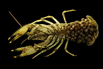 Big claw crayfish (Faxonius placidus) female, Upper Duck River form, portrait, Tennessee, USA.