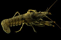 Spinywrist crayfish (Faxonius yanahlindus) portrait, from the Buffalo River, Tennessee, USA.