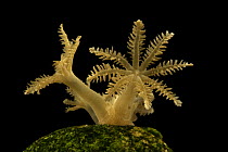 Yellow star coral (Xenia elongata) on the back of an empty shell, Fresno Chaffee Zoo, California. Captive.