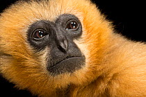 Northern white-cheeked gibbon (Nomascus leucogenys) female, head portrait, Gibbon Conservation Center, California. Captive, occurs in Southeast Asia. Critically endangered.