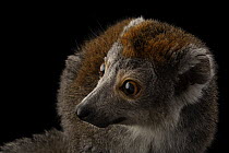 Crowned lemur (Eulemur coronatus) female, portrait, Cleveland Metroparks Zoo, Ohio. Captive, occurs in Madagascar. Endangered.