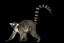 Ring-tailed lemur (Lemur catta) walking, portrait, Lincoln Children's Zoo, Nebraska. Captive, occurs in Madagascar. Endangered.