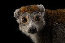 Crowned lemur (Eulemur coronatus) female, head portrait, Cleveland Metroparks Zoo, Ohio. Captive, occurs in Madagascar. Endangered.