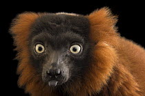 Red ruffed lemur (Varecia rubra) head portrait with tongue poking out, Plzen Zoo, Czech Republic. Captive, occurs in Madagascar. Critically endangered.