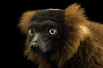 Red ruffed lemur (Varecia rubra) head portrait, Plzen Zoo, Czech Republic. Captive, occurs in Madagascar. Critically endangered.