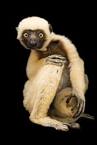 Von der Decken's sifaka (Propithecus deckenii) sitting, portrait, Lemuria Land, Madagascar. Captive. Critically endangered.