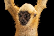 Northern white-cheeked gibbon (Nomascus leucogenys) juvenile, with arms raised, portrait, Omaha's Henry Doorly Zoo and Aquarium, Nebraska. Captive, occurs in Southeast Asia. Critically endangered.