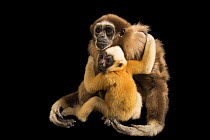Northern white-cheeked gibbon (Nomascus leucogenys) juvenile, critically endangered, clinging onto its surrogate mother, an endangered Lar gibbon (Hylobates lar) female, Omaha's Henry Doorly Zoo and A...