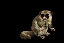 Fat-tailed dwarf lemur (Cheirogaleus medius) portrait, Plzen Zoo, Czech Republic. Captive, occurs in Madagascar.